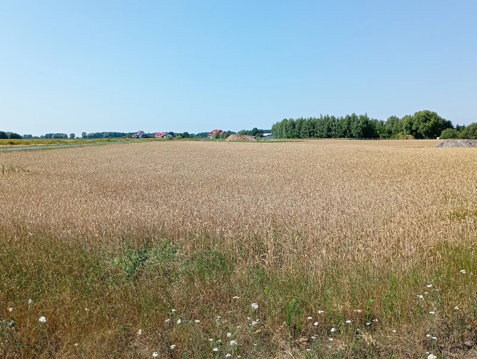Działki z WZ, wśród zabudowy jednorodzinnej, Górsk