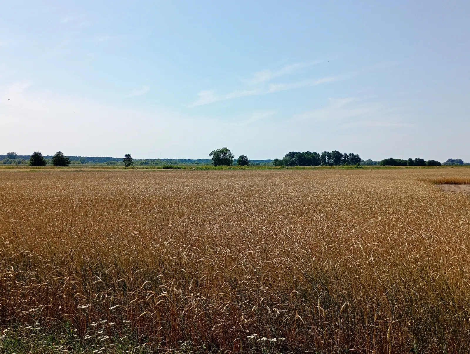 Działki z WZ, wśród zabudowy jednorodzinnej, Górsk