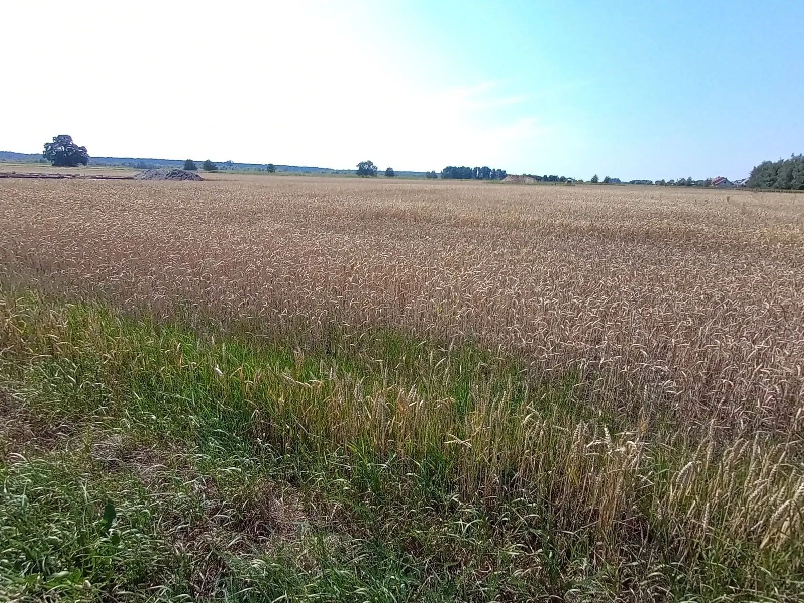 Działki z WZ, wśród zabudowy jednorodzinnej, Górsk